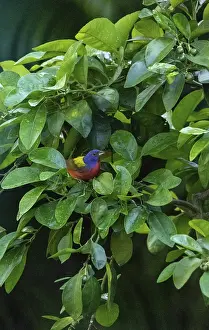 Perched on a ruby red grapefruit tree