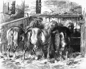Engraved Animal Art Drucke: Percheron horses in the stable
