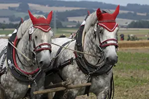 Working Animal Images Drucke: Percheron team