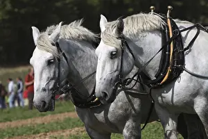 Draft Horse Riding Drucke: Percheron team