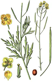 Nature Flora Images Drucke: Perennial wall-rocket (Diplotaxis tenuifolia)