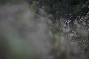 Natural Habitat Preservation Drucke: In the periphery of the rutting ground