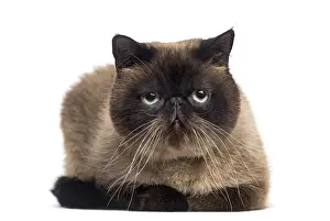 Purebred Cat Drucke: Persian (2 years old)