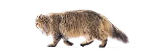Studio Shot Side View Drucke: Persian cat gracefully walking across a white backdrop