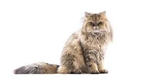 Purebred Cat Drucke: Persian cat sitting and posing on a white background
