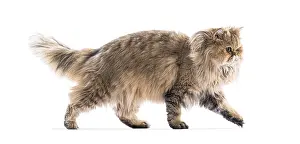 Carnivorous Animal Drucke: Persian cat walking elegantly on white background