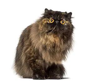Domestic Cat Studio Shot Drucke: Persian sitting and looking up