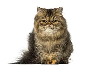 Light Colored Background Studio Photo Drucke: Persian sitting and looking down