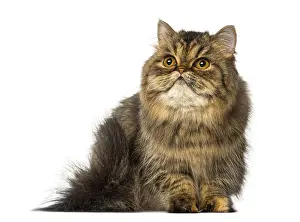 White Background Cat Photo Drucke: Persian sitting and looking up