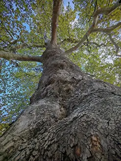 Balkan Peninsula Landscape Drucke: Perspective from below on massive tree trunk with branched branches