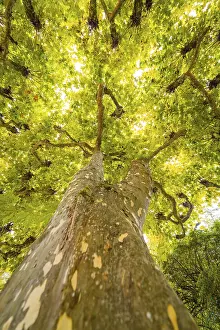Low Angle Tree View Drucke: Perspective from below on a tree with green leaves