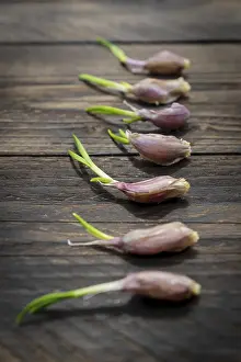 Common Onion Varieties Drucke: Perspective view of sprouted garlic on wooden rustic table