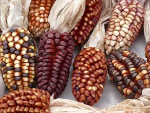 Autumnal Nature Scene Germany Drucke: Peruvian ornamental maize