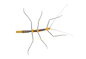 South American Insects Drucke: Peruvian stick insect View from above