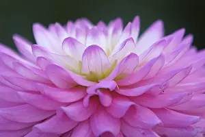 Ornamental Plant Details Drucke: Petals