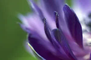Deserted Flowering Plants Drucke: Petals