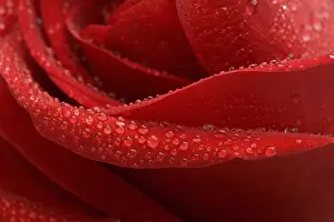 Deserted Rose Blossom Drucke: Petals of red rose with dew