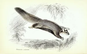 Petaurus sciureus, Gleithoernchenbeutler oder Eigentlichen Gleitbeutler