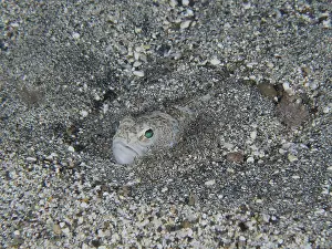 Drucke von Ein Petermannchen (Trachinus draco), giftiges Tier, mit grünlichen Augen im Sand begraben Weever Drucke: Ein Petermännchen (Trachinus draco)