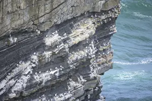 Drucke von Die Sturmvögel brüten am Dun Briste Sea Stack bei Downpatrick Head, Lackan, County Mayo, Irland Verwandte Bilder Drucke: Pétrelnester bei dem Dun Briste Sea Stack an Downpatrick Head.