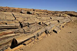 Damaraland Desert Landscape Drucke: Petrified trees in the Mik mountains