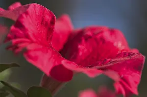 Red Coloured Blooms Drucke: Petunia