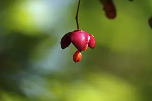 September In Germany Drucke: Pfaffenhutchen, September