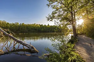 Atmospheric Light At Sunset Drucke: Pfaffensee at sunset, trees, path