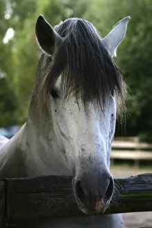 No People Horse Images Drucke: Pferde