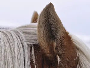 Haflinger Pferd Drucke: Pferdeohr