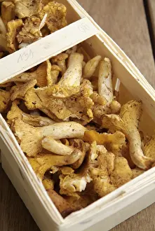 Chanterelle Mushrooms Drucke: Pfifferlinge