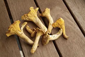 Chanterelle Mushrooms Drucke: Pfifferlinge