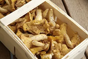 Chanterelle Mushrooms Drucke: Pfifferlinge