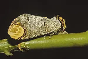 Butterfly Caterpillar Transformation Drucke: Phalera bucephala, moonbird, moonspot