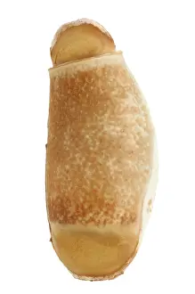 White Background Insect Photography Drucke: Phasmatodea's egg, Achrioptera fallax 3