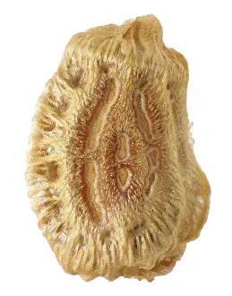 White Background Insects Drucke: Phasmatodea's egg, Phyllium jacobsoni 5