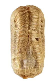 Drucke von Ei von Phasmatodea, Phyllium jacobsoni 5,8 mm, isoliert auf weiß Ei von Phasmatodea, Phyllium jacobsoni 5,8 mm, isoliert auf weiß Grashüpfer Drucke: Ei der Phasmatodea, Phyllium jacobsoni 5.