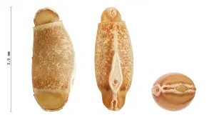 White Background Insects Drucke: Phasmatodea's eggs, Achrioptera fallax 3