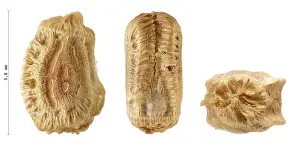 White Background Insects Drucke: Phasmatodea's eggs, Phyllium jacobsoni 5