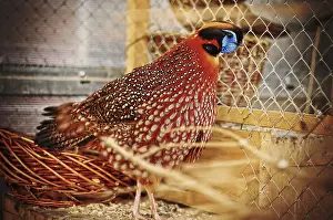 Common Pheasant Images Drucke: Pheasant at the cage
