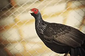 Landfowl Photography Drucke: Pheasant at the cage