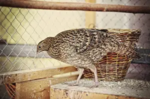Wild Animal Capture Drucke: Pheasant at the cage