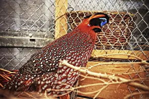 Common Pheasant Species Drucke: Pheasant at the cage