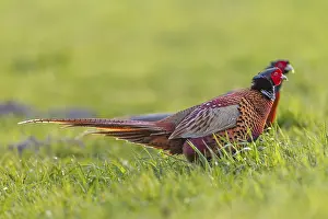 Bird Mating Behavior Drucke: Two pheasant cocks (Phasianus colchicus) run parallel next to each other