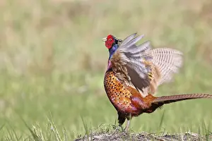 Gerahmter Druck : Fasan, Gemeiner Fasan (Phasianus colchicus) Gerahmter Druck : Fasan, Gemeiner Fasan (Phasianus colchicus)