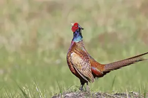 European Gamebirds Drucke: Pheasant, common pheasant (Phasianus colchicus)