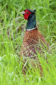 Drucke von Phasan, jagd auf Phasane, Phasianus colchicus, Phasan, Schweden, Vögel, Hühner, Galliformes , glattefüßige Hühner , hoher Größe , Portraitformat , Huhn Huhn Drucke: Fasan, Fasan jagen, Phasianus colchicus.