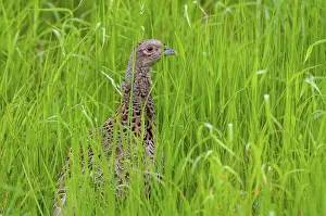 Drucke von Phasan, jagd auf Phasane, Phasianus colchicus, Phasan, Schweden, Vögel, Hühner, weiblich, Galliformes , glattefüßige Hühner , Vogelhühner Gemeiner Fasan Drucke: Fasan, jagd auf Fasan, Phasianus colchicus.