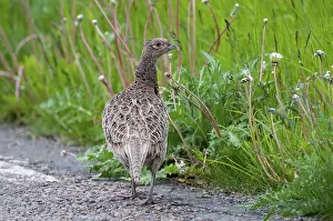 Drucke von Fasan, Fasan jagen, Phasianus colchicus, Fasan, Schweden, Vögel, Hühner, Weibchen, Galliformes , glattefüßige Hühner , Hühnervögel , Phasianidae , Schweden , Vögel Gemeiner Fasan Drucke: Phasan, jagd auf Phasane, Phasianus colchicus.