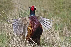 North Holland Province Drucke: Pheasant (Phasianus colchicus)